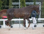 Appio Claudio Tosc Tour2013- S5 1589 : Appio Claudio, Arezzo, Cavalli d'Italia, Toscana Tour 2013, foto di Stefano Secchi ©